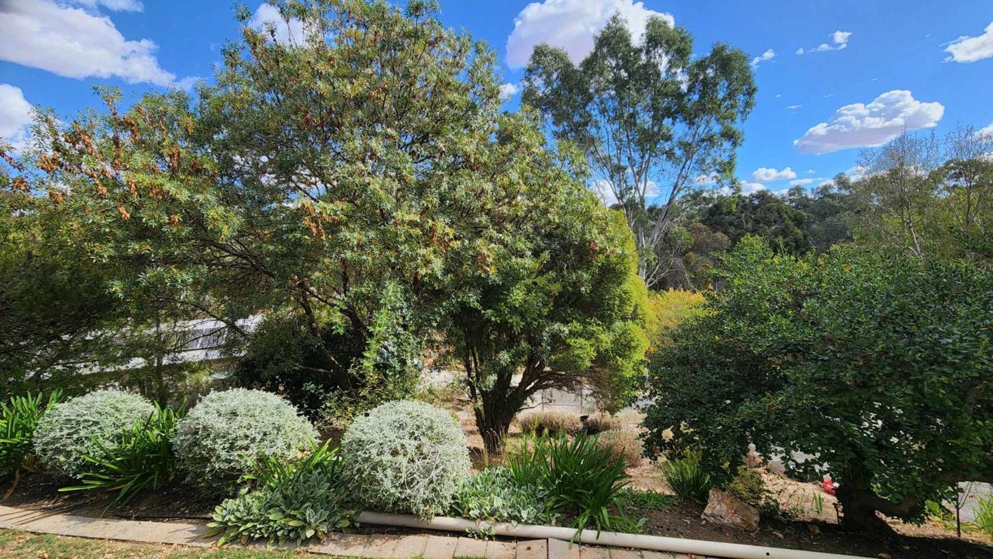 Riesling Trail & Clare Valley Cottages Pokój zdjęcie